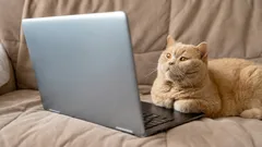 Co vidí kočky a psi, když se dívají na televizi: zajímavá fakta o zraku vašeho mazlíčka