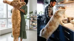 Něžní obři: názvy největších kočičích plemen, která si můžete pořídit domů