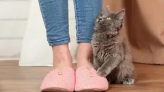 Nejčastější důvody, proč kočka neustále následuje svého majitele