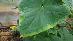 Poznámka pro všechny zahrádkáře: co udělat hned, když zjistíte, že listy okurek žloutnou po okrajích