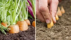 Co sázet vedle mrkve, aby odpuzovalo škůdce a zlepšilo úrodu?